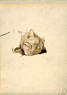 Serra Luigi-Testa di gatto addormentato